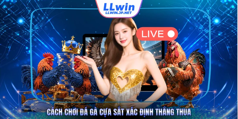 Cách chơi đá gà cựa sắt xác định thắng thua